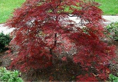 Dragon Tears Weeping Japanese Maple - Live Plant - 3 Gallon hot Pot