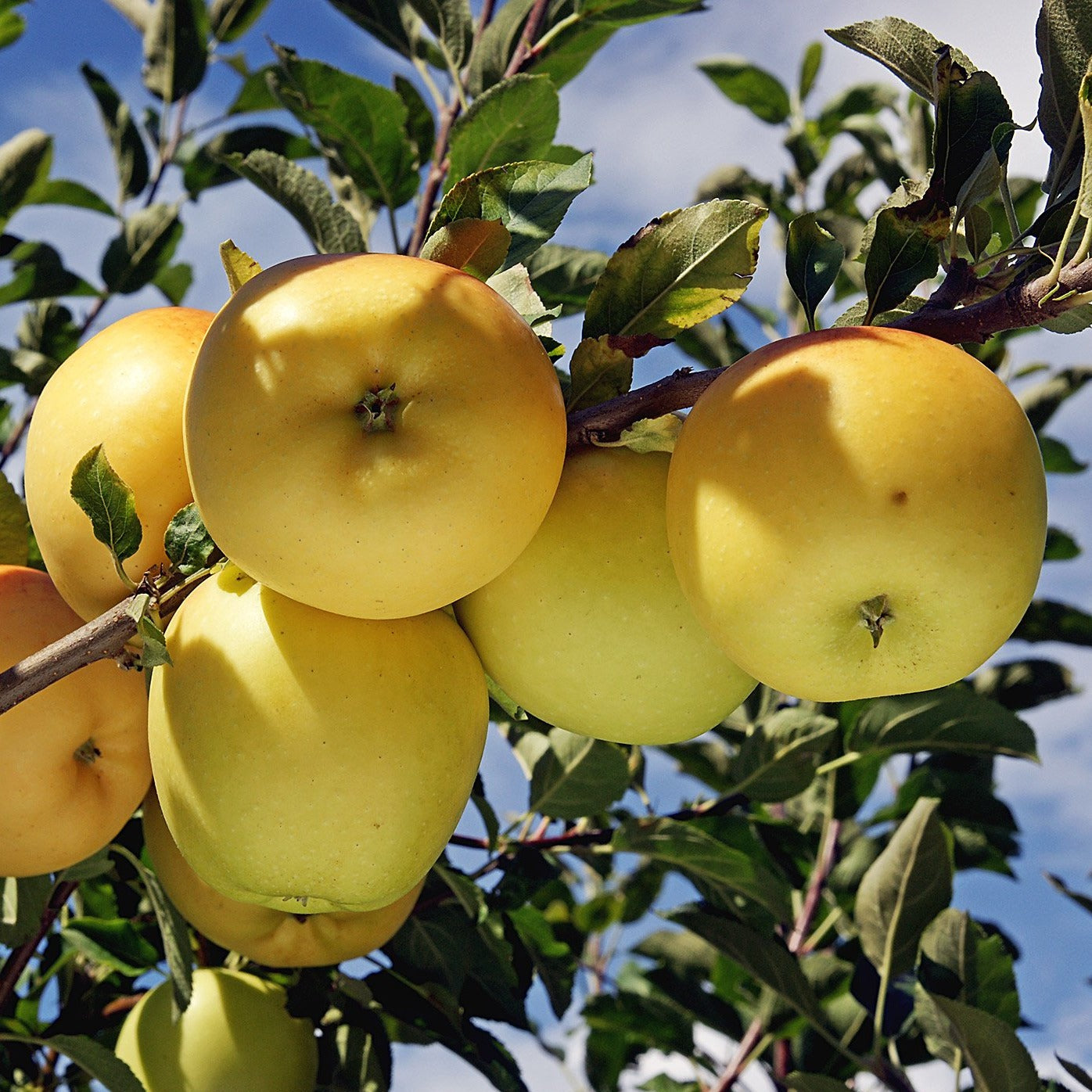 Dorset golden apple tree rooted live store plant no soil