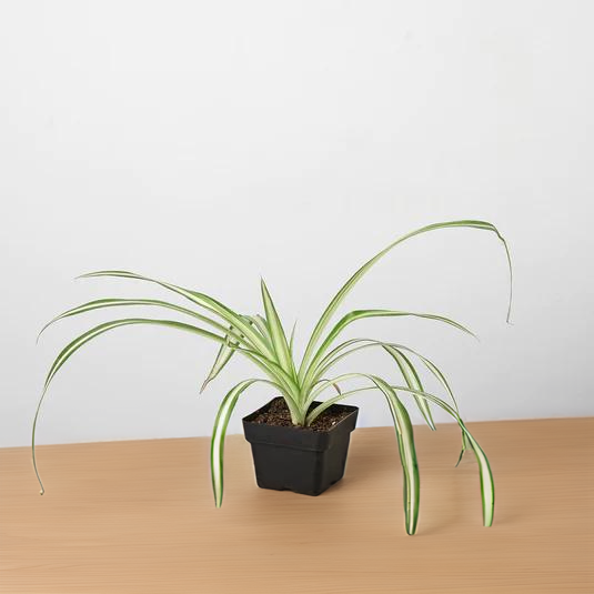 Spider Plant Reverse