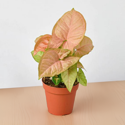 Syngonium Strawberry