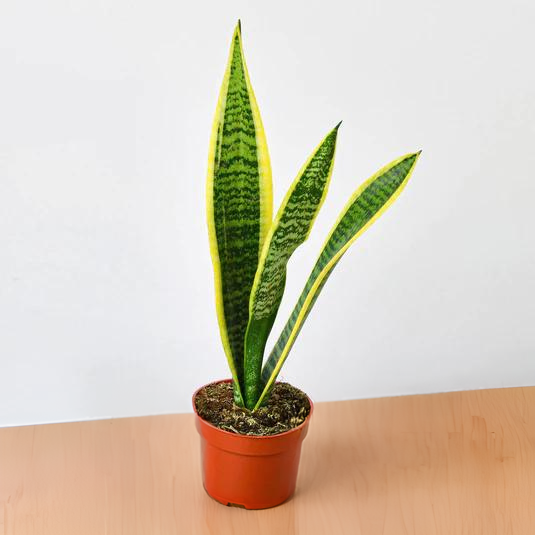 Snake Plant Laurentii