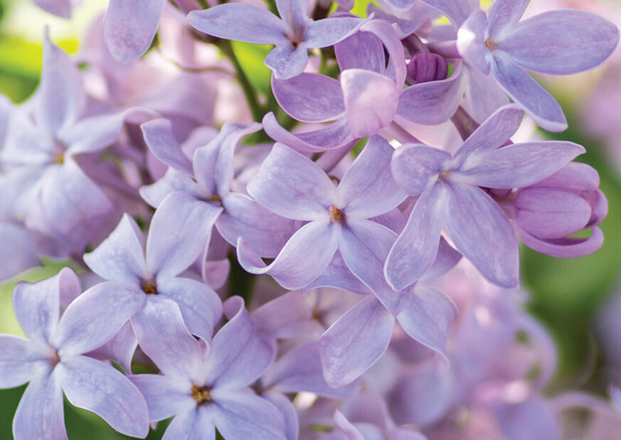 SYRINGA NEW AGE LAVENDER