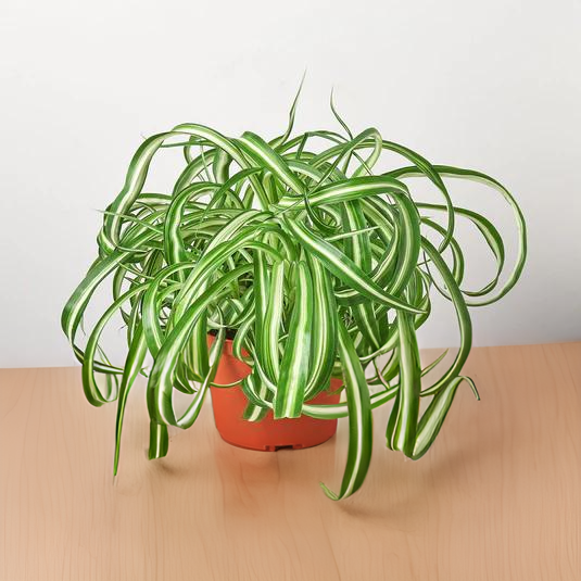 Spider Plant &