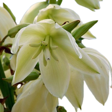 YUCCA FILAMENTOSA