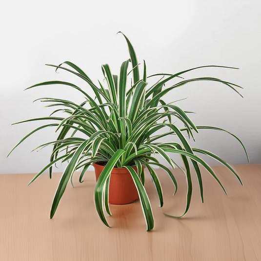 Spider Plant Reverse