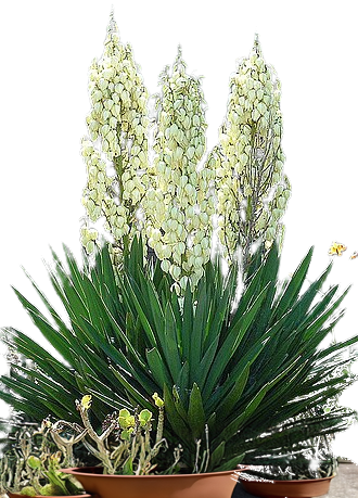 YUCCA FILAMENTOSA