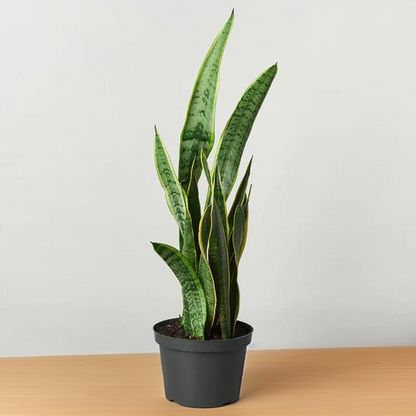 Snake Plant Laurentii