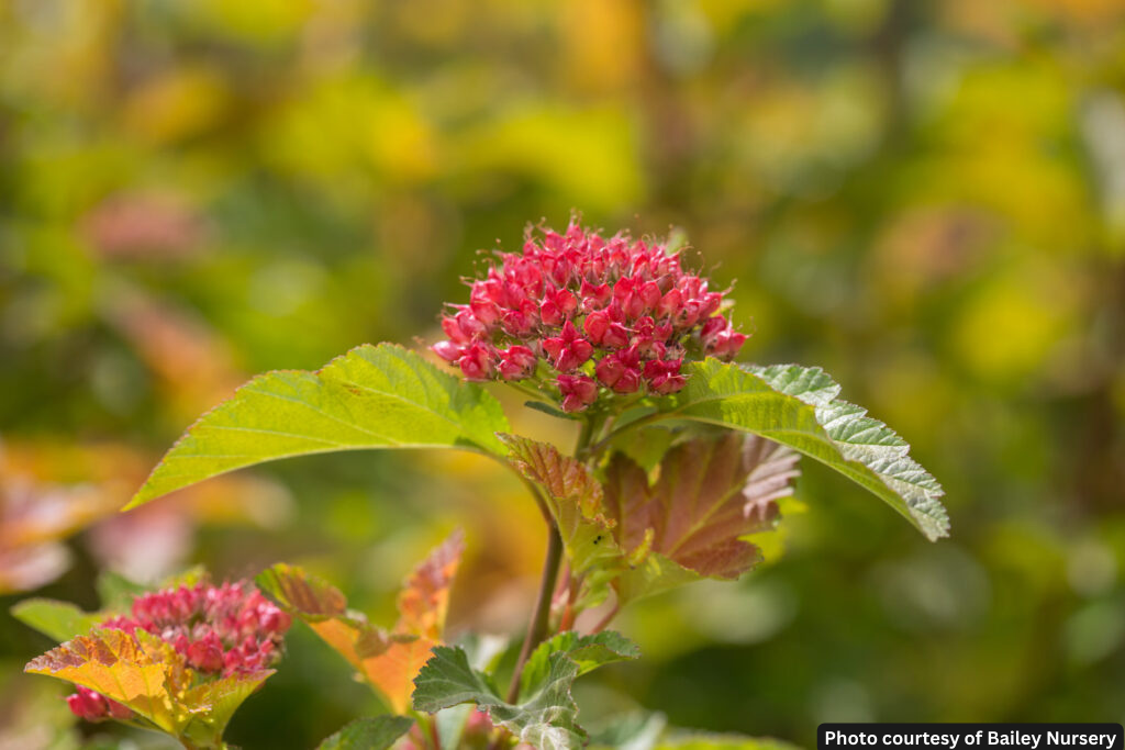 PHYSOCARPUS O. &