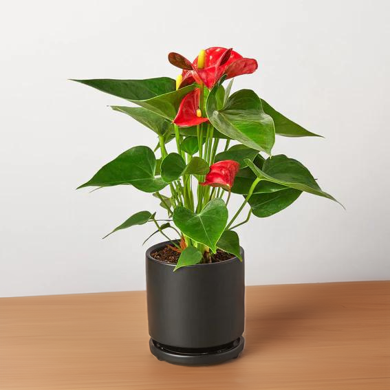 Anthurium &