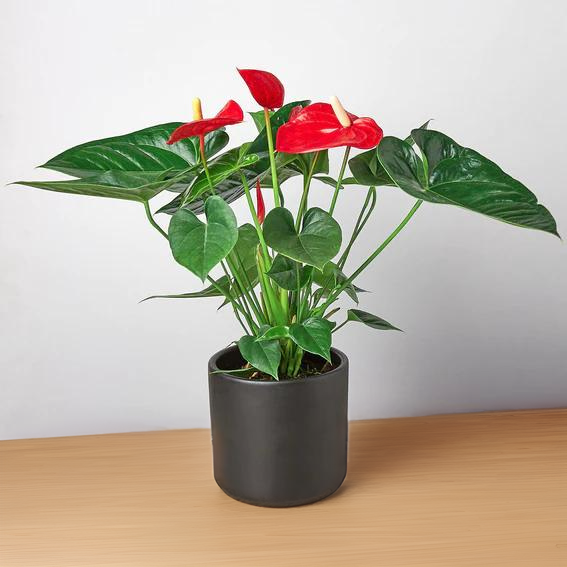 Anthurium &