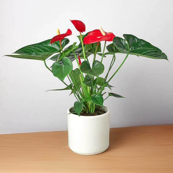 Anthurium &