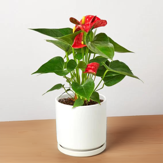 Anthurium &