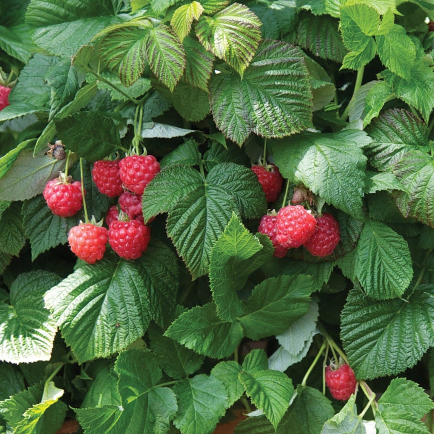 RUBUS &