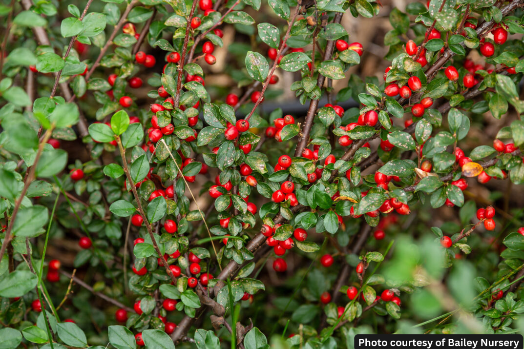 COTONEASTER AUTUMN INFERNO