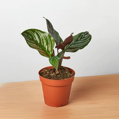 Calathea &