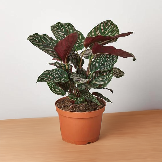 Calathea &