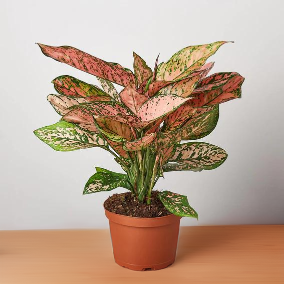 Chinese Evergreen &