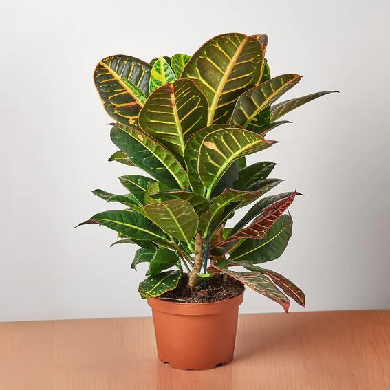 Croton Petra &