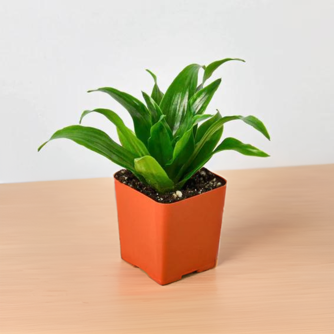 Dracaena &