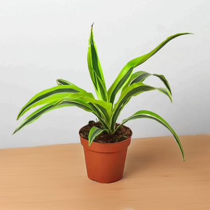 Dracaena Deremensis &