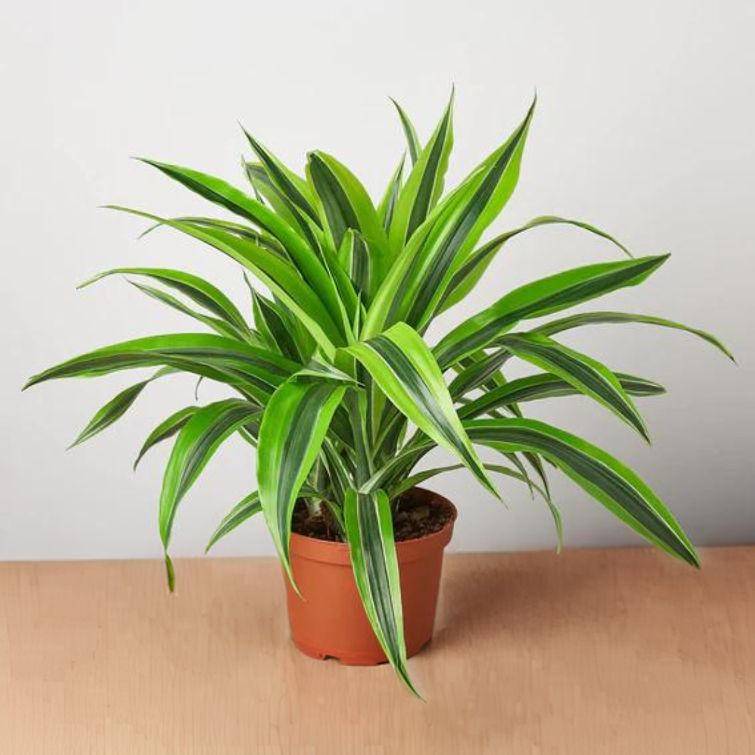 Dracaena Deremensis &