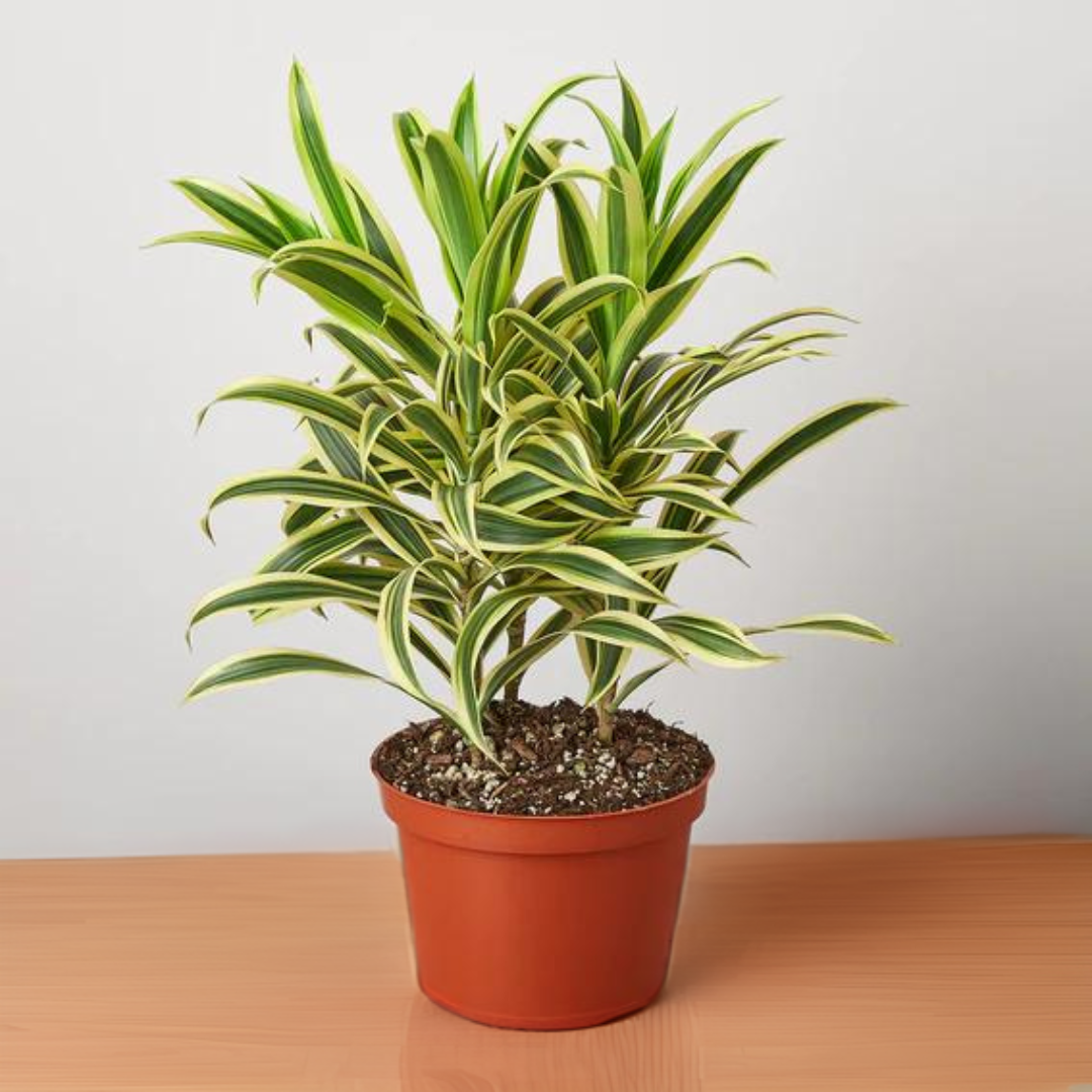 Dracaena &