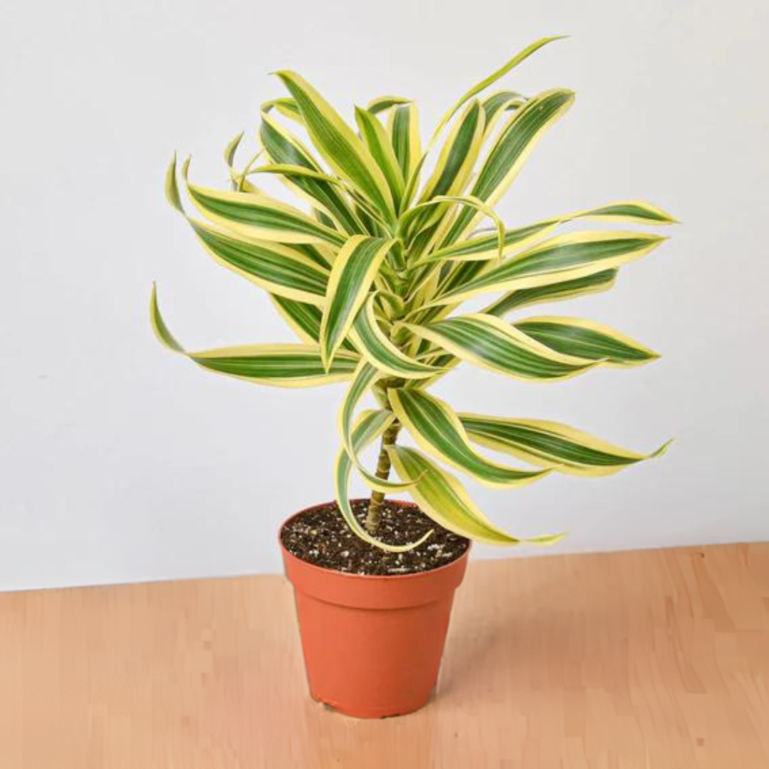 Dracaena &