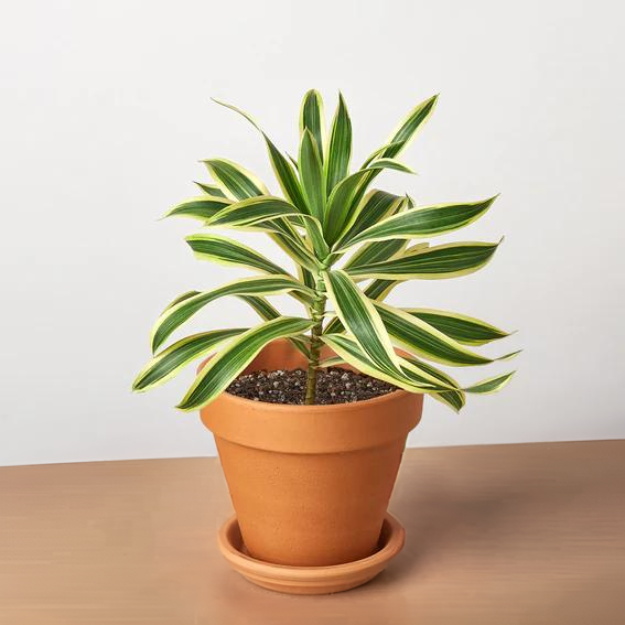 Dracaena &