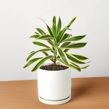 Dracaena &