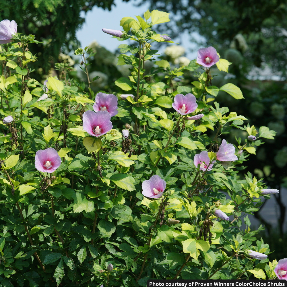 HIBISCUS PARAPLU PINK INK