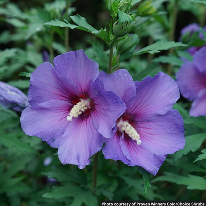 HIBISCUS PARAPLU VIOLET