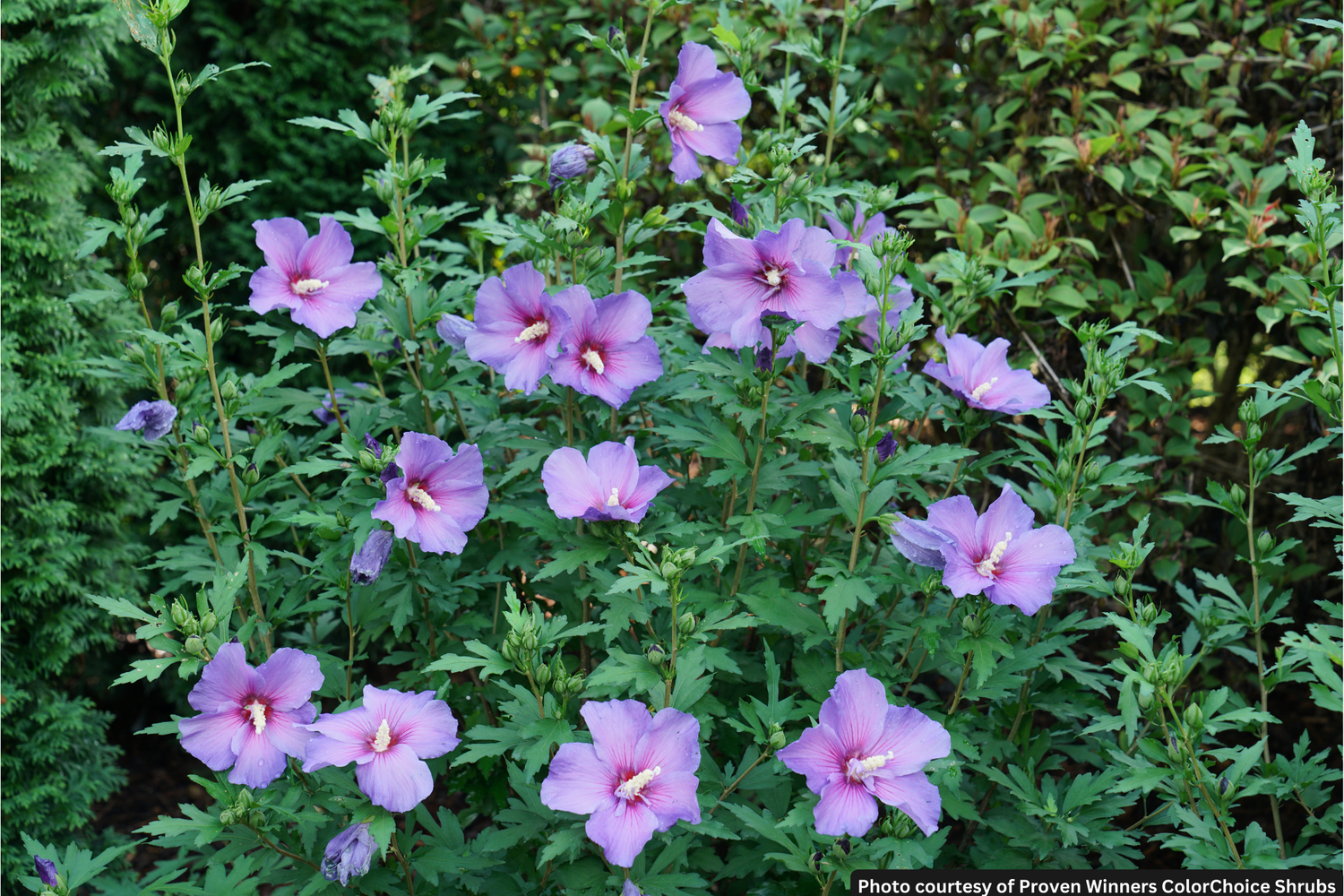 HIBISCUS PARAPLU VIOLET