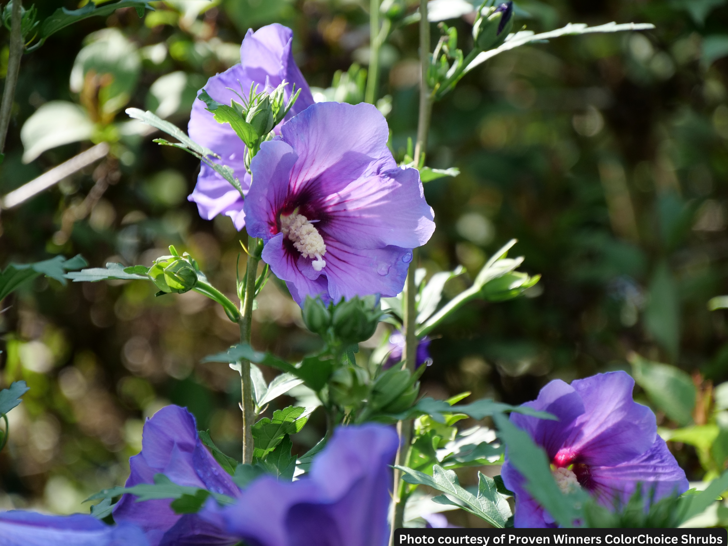 HIBISCUS PARAPLU VIOLET