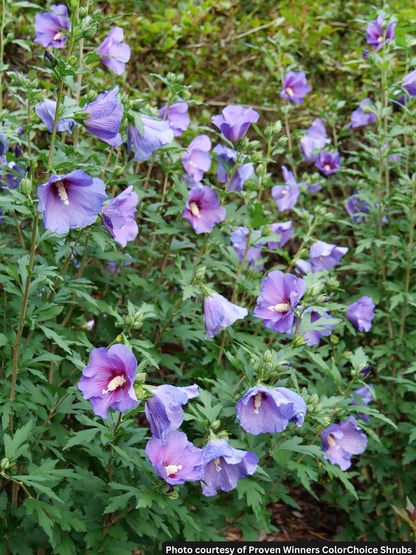 HIBISCUS PARAPLU VIOLET