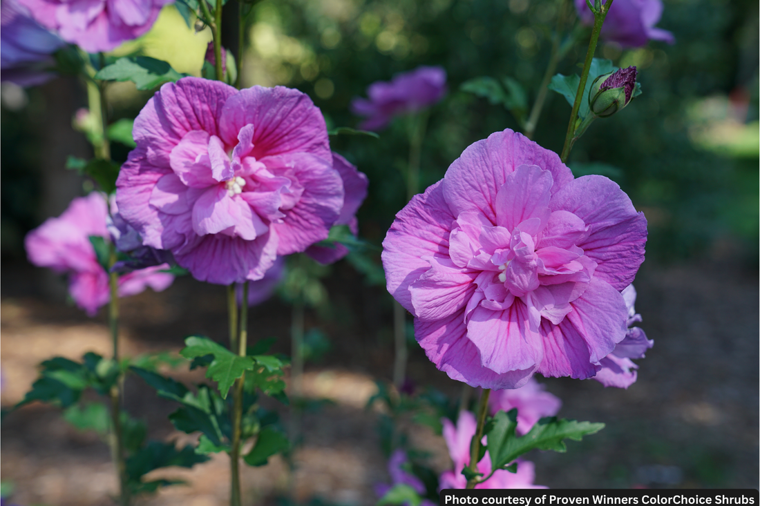 HIBISCUS S. DARK LAV. CHIFFON