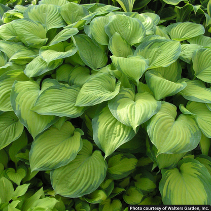 HOSTA &