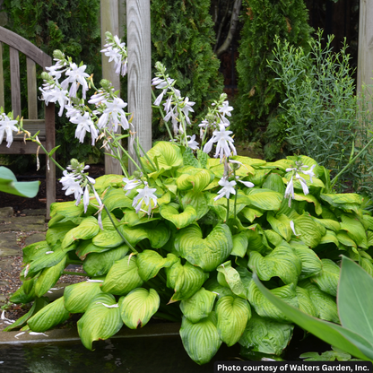 HOSTA &