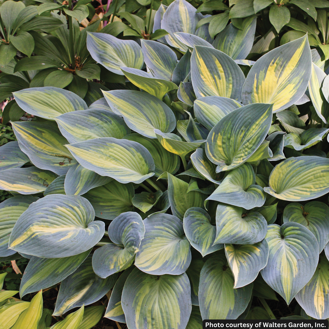 HOSTA &