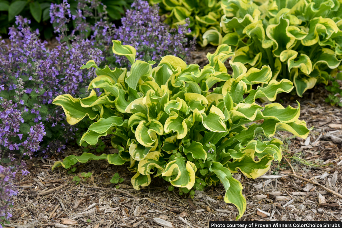 HOSTA &