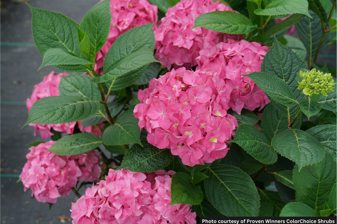 HYDRANGEA M. LETS DANCE ARRIBA