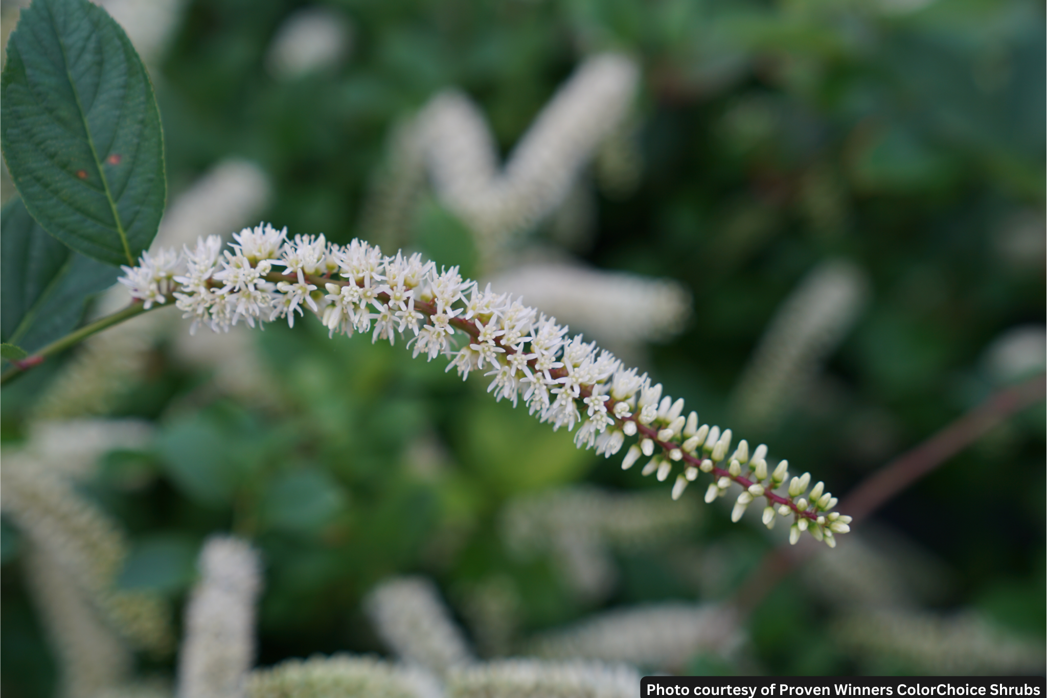 ITEA VIRGINICA &