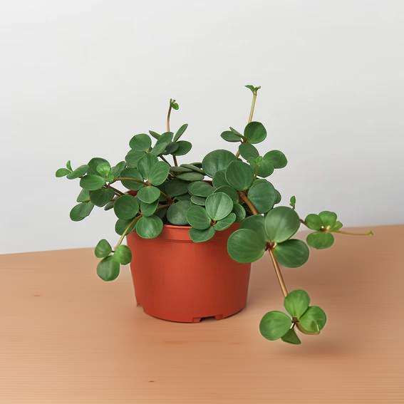 Peperomia &