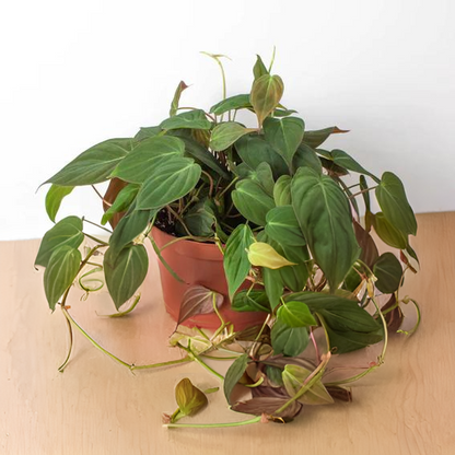 Philodendron &