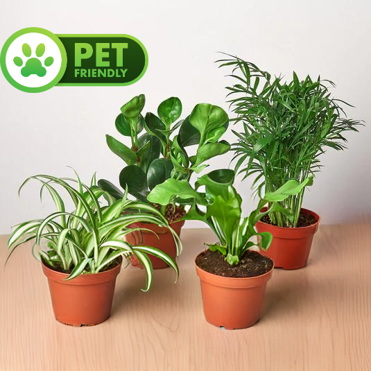 Pet Friendly Variety Bundle