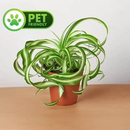 Spider Plant &