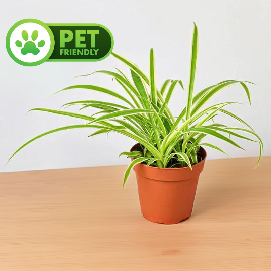 Spider Plant Reverse