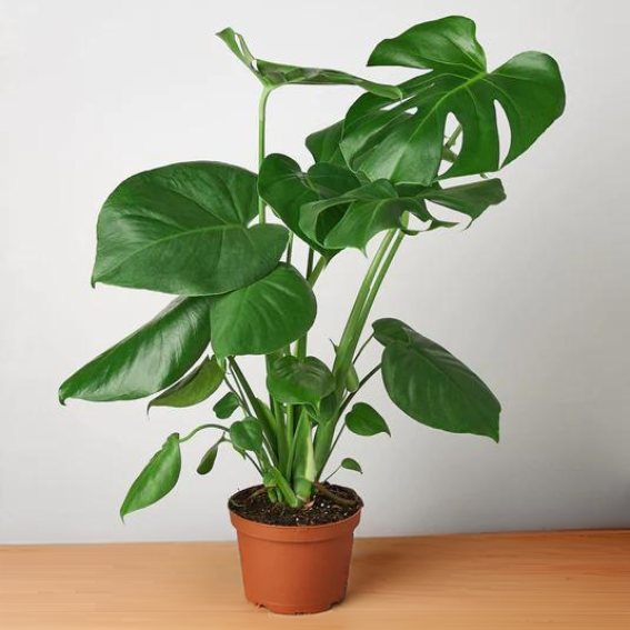 Philodendron Monstera Split-Leaf