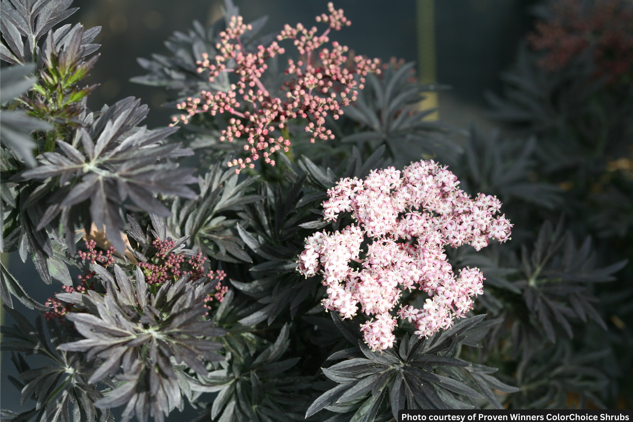 SAMBUCUS N. &