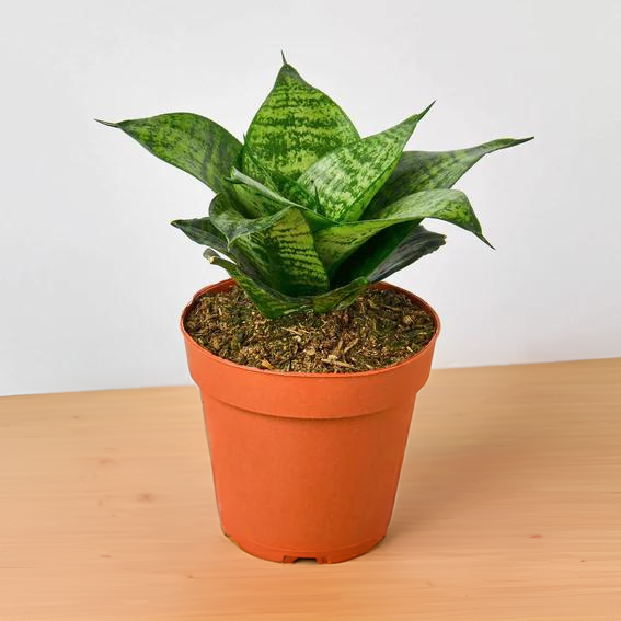 Snake Plant Black Robusta