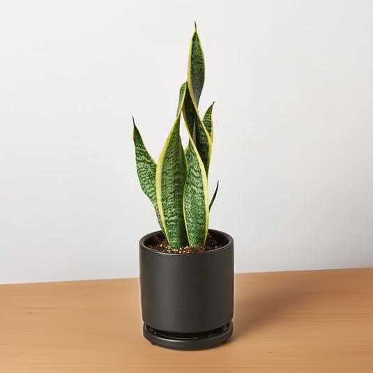 Snake Plant Laurentii